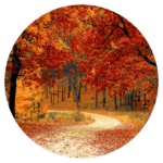 Path through Fall leaves