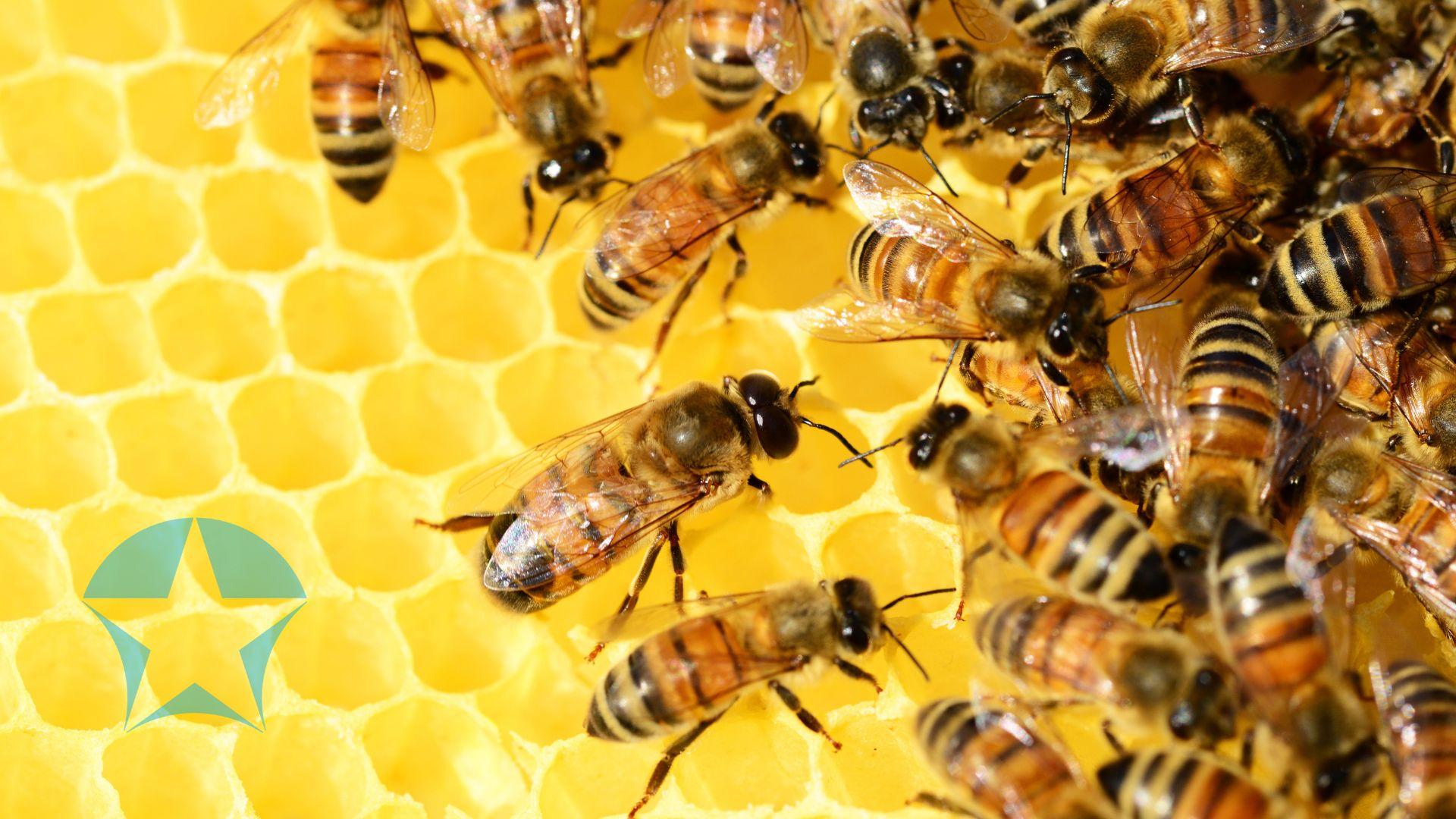 SAVE THE DATE 2/5/25: Beekeeping Workshop