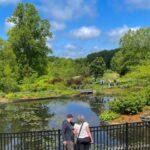 photo of sunny day as couple looks a pond in Holden Arboretum in Kirtland